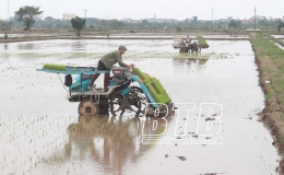 Nh&acirc;n rộng diện t&iacute;ch cấy bằng m&aacute;y