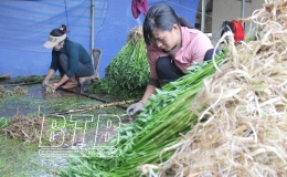 N&ocirc;ng d&acirc;n tất bật thu hoạch rau cần dịp tết