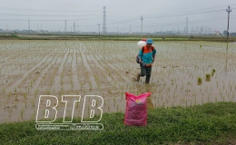 Th&aacute;i B&igrave;nh ho&agrave;n th&agrave;nh gieo cấy l&uacute;a xu&acirc;n