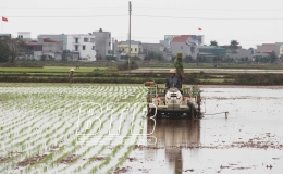 Th&aacute;i Thụy: Đẩy nhanh tiến độ sản xuất vụ xu&acirc;n