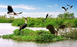 Vai tr&ograve; của đất ngập nước đối với con người v&agrave; thi&ecirc;n nhi&ecirc;n