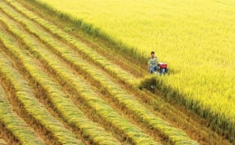 Việt Nam dẫn đầu về c&aacute;ch mạng n&ocirc;ng nghiệp xanh