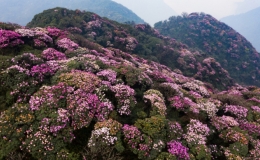 5 cung trekking m&ugrave;a xu&acirc;n miền Bắc