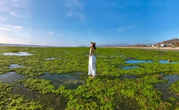 Bờ biển Ninh Thuận thu h&uacute;t du kh&aacute;ch nhờ b&atilde;i rong xanh mướt