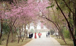 Du xu&acirc;n ngắm hoa nở