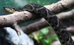 H&igrave;nh tượng rắn trong văn h&oacute;a bốn phương