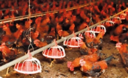 Một số lưu &yacute; chuẩn bị t&aacute;i đ&agrave;n vật nu&ocirc;i sau tết Nguy&ecirc;n đ&aacute;n