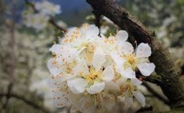 M&ugrave;a hoa mận tr&ecirc;n cao nguy&ecirc;n Mộc Ch&acirc;u