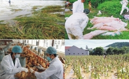 Mức hỗ trợ đối với vật nu&ocirc;i bị thiệt hại (chết, mất t&iacute;ch) do thi&ecirc;n tai từ 25/2/2025