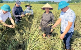 Nguy&ecirc;n tắc hỗ trợ sản xuất n&ocirc;ng nghiệp để kh&ocirc;i phục sản xuất v&ugrave;ng bị thiệt hại do thi&ecirc;n tai, dịch hại thực vật