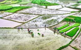 Nhiều địa phương khu vực Trung du v&agrave; Đồng bằng Bắc Bộ đ&atilde; lấy đủ nước gieo cấy