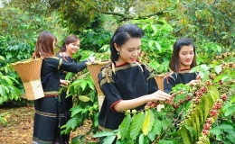 Nhiều tour hấp dẫn trong Lễ hội c&agrave; ph&ecirc; Bu&ocirc;n Ma Thuột lần thứ 9