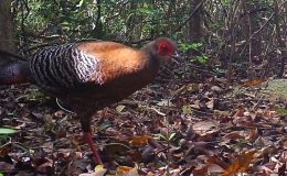 Ph&aacute;t hiện nhiều lo&agrave;i qu&yacute; hiếm ở Vườn quốc gia N&uacute;i Ch&uacute;a