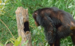 Robot r&ugrave;a gi&aacute;n điệp