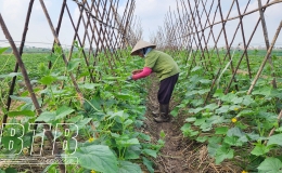 Th&aacute;i B&igrave;nh: Trồng tr&ecirc;n 12.320ha c&acirc;y m&agrave;u xu&acirc;n, đạt tr&ecirc;n 82% kế hoạch