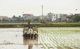 Th&aacute;i Thụy: Đẩy nhanh tiến độ gieo cấy l&uacute;a xu&acirc;n