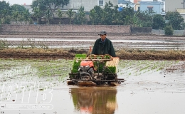 Thị trấn Kiến Xương: Đẩy mạnh cơ giới h&oacute;a trong gieo cấy l&uacute;a xu&acirc;n