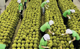 Xuất khẩu n&ocirc;ng l&acirc;m thủy sản th&aacute;ng 1/2025 suy giảm