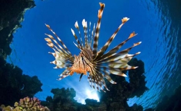 Chi&ecirc;m ngưỡng vẻ đẹp c&aacute;c động vật biển