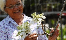 Chi&ecirc;m ngưỡng c&acirc;y hoa phượng trắng duy nhất Việt Nam 