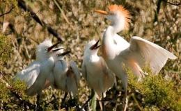 Những khoảnh khắc kiếm mồi của c&ograve; trắng