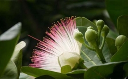 Chi&ecirc;m ngưỡng "nữ ho&agrave;ng sắc đẹp" của quần đảo Trường Sa