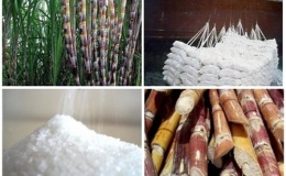 Cho xuất khẩu đường số lượng lớn