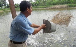 C&aacute; tra xuất khẩu tăng gi&aacute;, nội địa rớt mạnh