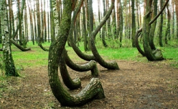 Rừng cong Krzywy Las ở Ba Lan - Độc đ&aacute;o v&agrave; kỳ lạ