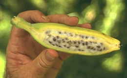 Những giống chuối kỳ lạ nhất thế giới 