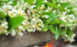 Ch&ugrave;m ảnh hoa bưởi xuống phố 