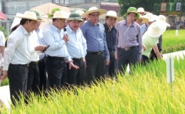 Đ&ocirc;ng A1 - giống l&uacute;a mới chất lượng