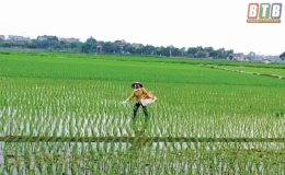 Hưng H&agrave; tập trung chăm s&oacute;c l&uacute;a xu&acirc;n