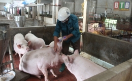 Đ&ocirc;ng Hưng triển khai kế hoạch ti&ecirc;m ph&ograve;ng bệnh cho đ&agrave;n gia s&uacute;c, gia cầm vụ xu&acirc;n h&egrave; năm 2018