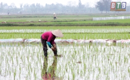 Chủ động chăm s&oacute;c l&uacute;a xu&acirc;n trong điều kiện thời tiết ấm