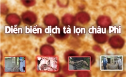 [Infographic] Chủ động ứng ph&oacute; dịch tả lợn ch&acirc;u Phi