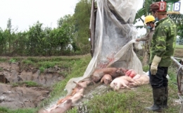 C&ocirc;ng điện khẩn số 04/CĐ-UBND về việc tập trung chỉ đạo quyết liệt c&aacute;c biện ph&aacute;p ph&ograve;ng, chống bệnh dịch tả lợn ch&acirc;u Phi