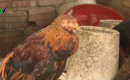 B&ugrave;ng ph&aacute;t 2 ổ dịch c&uacute;m A/H5N6 tr&ecirc;n gia cầm tại Quảng Nam