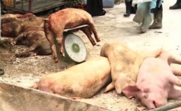 Gi&aacute; heo hơi giảm mạnh sau khi dịch tả ch&acirc;u Phi lan sang 13 tỉnh