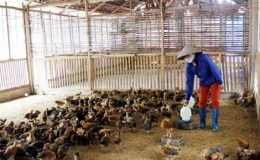 Ban h&agrave;nh danh mục sản phẩm thức ăn chăn nu&ocirc;i v&agrave; nguy&ecirc;n liệu đơn được ph&eacute;p lưu h&agrave;nh