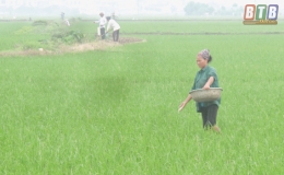 Đ&ocirc;ng Hưng: Tập trung chăm s&oacute;c, ph&ograve;ng trừ s&acirc;u bệnh hại l&uacute;a