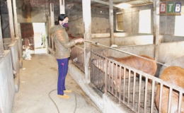 Kiến Xương: Kh&ocirc;ng chủ quan trước  bệnh dịch tả lợn ch&acirc;u Phi