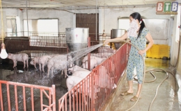 Kh&ocirc;ng chủ quan, lơ l&agrave; trong ph&ograve;ng, chống bệnh dịch tả lợn ch&acirc;u Phi