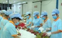 Tr&aacute;i c&acirc;y l&ecirc;n gi&aacute; v&igrave; Trung Quốc tăng mua