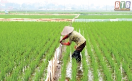 Đ&ocirc;ng Động: Chăm s&oacute;c l&uacute;a xu&acirc;n