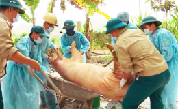 Lập BCĐ quốc gia ph&ograve;ng, chống dịch bệnh Dịch tả lợn Ch&acirc;u Phi