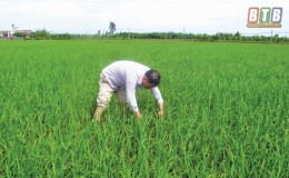 S&acirc;u bệnh hại diễn biến phức tạp