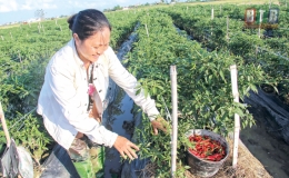 Tăng tr&aacute;ch nhiệm v&agrave; hiệu quả chất vấn (Kỳ 2)