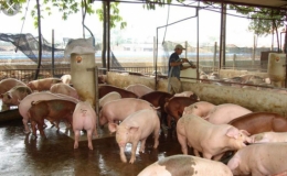 Hỗ trợ kh&aacute;ch h&agrave;ng vay bị thiệt hại do dịch tả lợn ch&acirc;u Phi