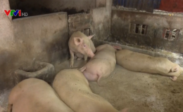 Xuất hiện dịch tả lợn ch&acirc;u Phi tại Quảng Trị